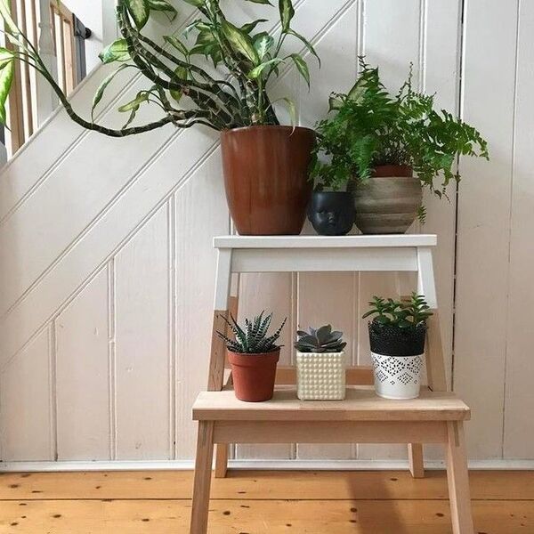 Bright corner of a room with several potted houseplants on a small table and windowsill